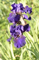 blue iris flowers