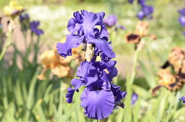 blue iris flowers