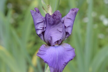 purple iris flower