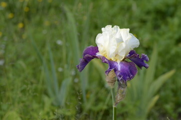 iris in the garden