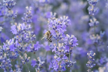 Close-up view of blooming lavender and a bee collecting pollen from the flowers