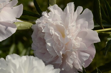 creamy peony