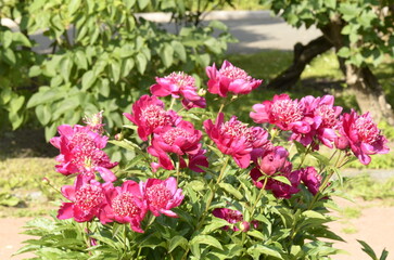 vinous peony