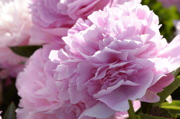 pink peony flower