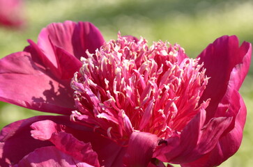 red peony