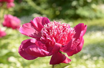 red peony