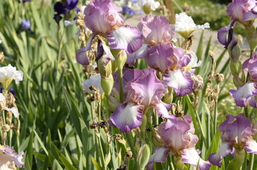 iris