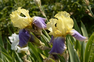 iris flowers in the garden