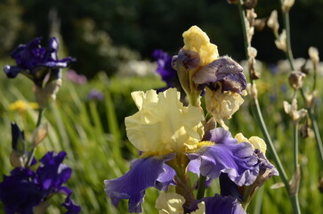 purple iris flowers