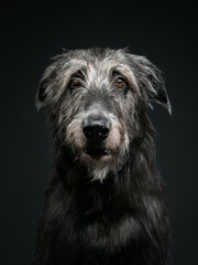 Irish wolfhound on dark background, studio shot