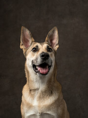 Portrait of funny dog on brown background, studio shot