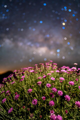 Wonderful pink flowers under a glittering starry sky