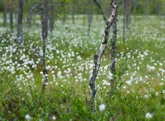 Cotton grass in Scandinavian meadow