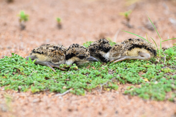 cute Red wattled lapwing chicks on the ground 