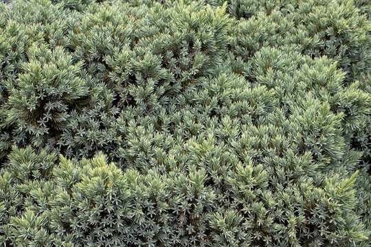 Blue Star Juniper bush or Himalayan juniper in the summer garden. Needled evergreen shrub with silvery-blue, densely-packed foliage. Close up, selective focus