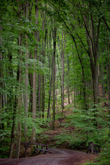 Fototapeta premium path in the forest