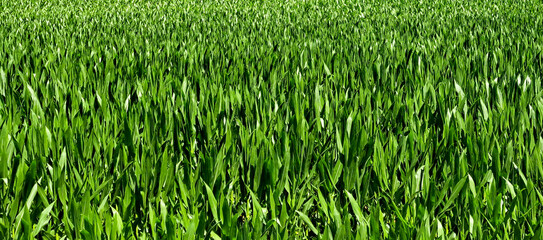 Green cornfield background