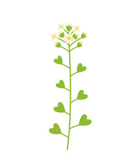 Green twig of a flowering field plant shepherd's purse or Capsella bursa-pastoris