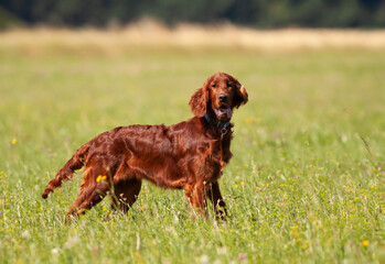 Happy irish setter dog puppy panting in the meadow grass. Hiking, walking with pet, outdoor summer.