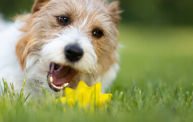 Funny face of a happy playful pet dog as chewing a toy in the grass. Outdoor playing.