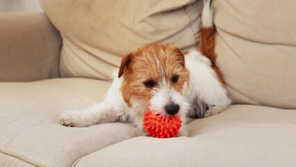 Funny playful cute happy pet dog puppy playing with a toy at home on the sofa - Powered by Adobe