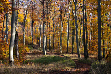 autumn in the forest