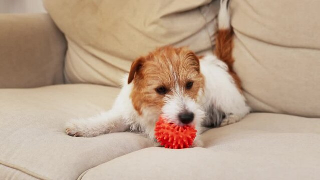 Funny playful cute happy pet dog puppy playing with a toy at home on the sofa