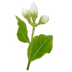 Watercolor of Decorative top of inflorescence Jasmine Flower