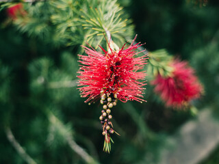 Bottlebrush flower