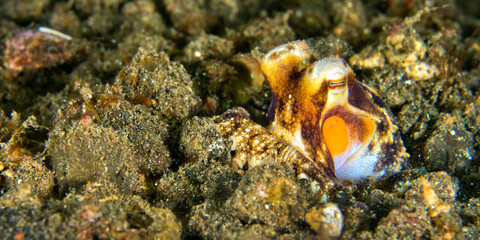 Coconut Octopus, Amphioctopus  marginatus, Lembeh, North Sulawesi, Indonesia, Asia