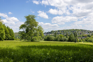 Landschaft mit Bäumen