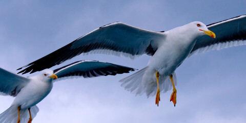 Flying Seagulls in a Cloudy Sky