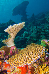Coral Reef Seascape, Reef Building Coral, Coral Reef, South Ari Atoll, Maldives, Indian Ocean, Asia