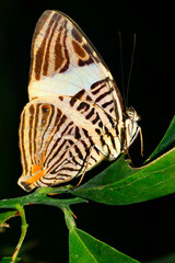 Fototapeta na wymiar Tropical Butterfly, Tropical Rainforest, Napo River Basin, Amazonia, Ecuador, America