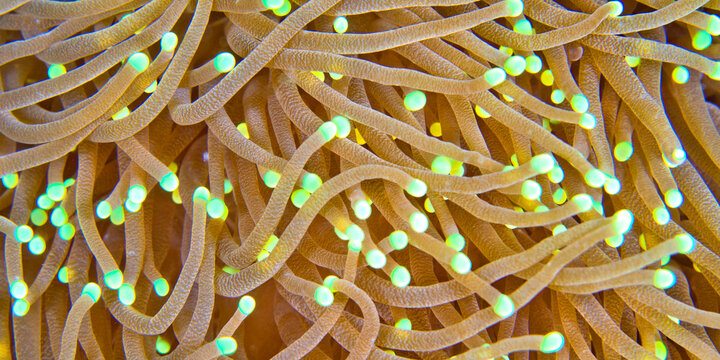 Euphyllia, Hammer Coral, Stony Coral, Branching Coral, Lembeh, North Sulawesi, Indonesia, Asia