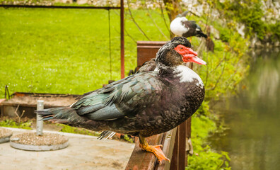 Portrait of a black and white wild duck.
