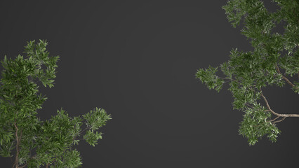 Green leaves, tree branch isolated on gray background with copy space