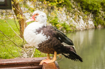 Portrait of a black and white wild duck.
