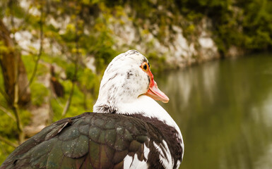 Portrait of a black and white wild duck.