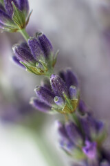 Close-up of lavender. Macro photo of a sprig of lavender. Selective focus