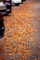 road strewn with autumn leaves