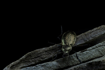 Carabus