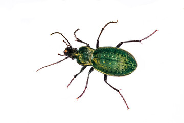 Carabus