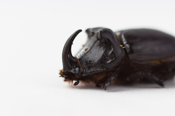 Rhinoceros beetle close-up on white background. Dried beetle