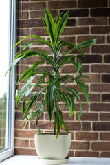 Large Dracaena against a brick wall. Tropical indoor flowers by the window.