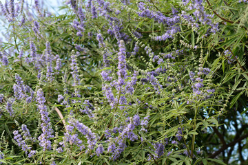Fototapeta premium Lilac chaste tree