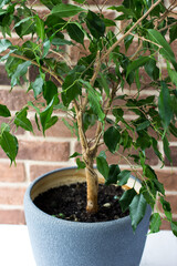 Large Ficus in a gray pot against a brick wall. Indoor flower by the window