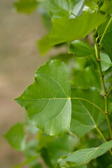 Lombardy poplar
