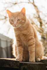 fluffy domestic cat playing in the garden