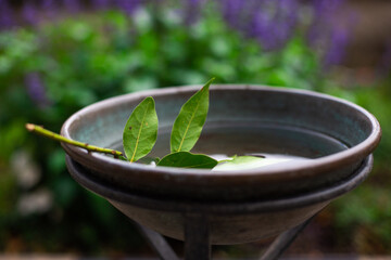 spa still life